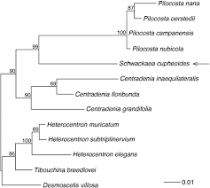 Image result for Antherotoma naudinii