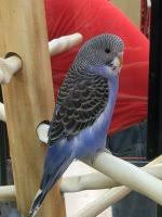 Some people come back again, and others are there forever. The Budgies At Petco Avian Avenue Parrot Forum