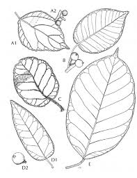 Image result for Ficus scassellatii