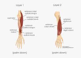 Extends 5th digit at metacarpophalangeal and interphalangeal joints: Extensor Carpi Ulnaris And Extensor Digiti Minimi Hd Png Download Transparent Png Image Pngitem
