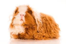 Maybe you would like to learn more about one of these? 10 Unusual Charming Breeds Of Guinea Pigs Pets4homes