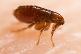 Maybe you've been hearing strange noises coming from the basement? Pensacola Termite Treatment Pest Control And Wdo Inspection