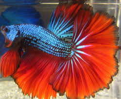 Betta fish are not a particularly large species, but all aquarium fish need space to swim. Betta Fish Not Eating Pellets Or Swimming Floating Sideways Laying At Bottom Dogs Cats Pets