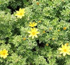 Image result for foto Dvouzubec