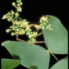 Image result for Ceropegia arenarioides