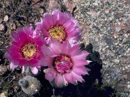 In the wild, propagation from seeds is the most common method. Echinocereus Reichenbachii Lace Hedgehog Cactus Native Plants Of North America