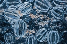 Image result for Ctenium newtonii