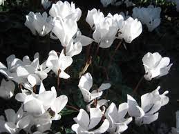 Flores blancas plantas flores blancas flores y plantas. Planta Liliacea De Jardin De Flores Blancas Y Hermosas