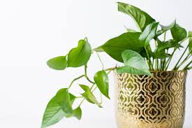 Una sansevieria è quello che fa per te, perché è quasi immortale. 10 Piante Da Appartamento Che Richiedono Poca Luce E Poche Cure