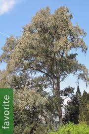 Image result for Eucalyptus torelliana