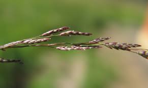 Image result for Eragrostis pilosa
