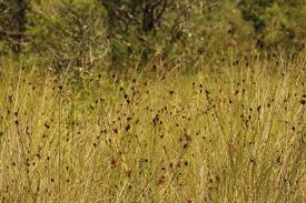 Image result for Thesium nigricans