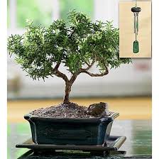 Image result for rosemary bonsai