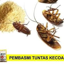 Di antara spesies yang paling terkenal. Racun Kecoa Asli Bentuk Serbuk Tinggal Di Tabur Kecoa Mati Shopee Indonesia
