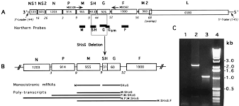 It can affect both adults and children, but in children and those with low immunity, it can be more severe, requiring hospitalization. Respiratory Syncytial Virus Rsv Sh And G Proteins Are Not Essential For Viral Replication In Vitro Clinical Evaluation And Molecular Characterization Of A Cold Passaged Attenuated Rsv Subgroup B Mutant Pnas