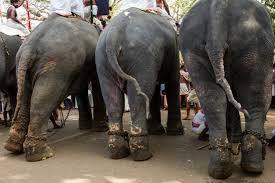 Image result for image of captive elephant