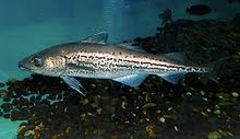 In real life, this fish has developed drumming muscles, which is used during mating. Alaska Pollock Wikipedia