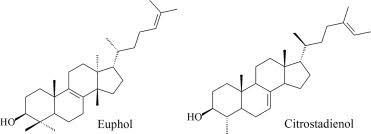 Image result for Synadenium glabratum