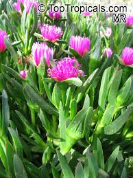 Image result for Carpobrotus