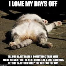 Pin By Sarah Eldakak On Day Off Stupid Cat Cats Crazy Cats