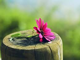 Nature wallpapers hd sort wallpapers by: Nature Flowers Wallpapers Hd Desktop And Mobile Backgrounds