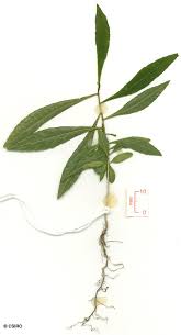 Image result for Hugonia elliptica