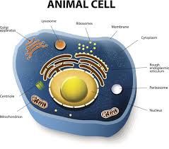 Check spelling or type a new query. Nuclear Membrane In An Animal Cell