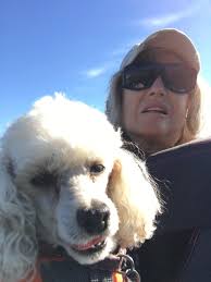 ❤️SAFE WITH DOG WARDEN ❤️ IGGY missing from #RegentsPark near #LondonZoo  #NW1 SOUTH EAST 26/5/25 Male/young adult #Poodle x #Pug Beige & white  CHIPPED (Australian chip) WEARING BLUE HARNESS  https://www.doglost.co.uk/dog-blog.php?dogId=198328