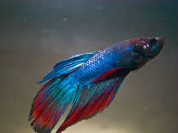 Know Your Aquarium Betta Fish