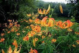 Pin On Wildflower Love