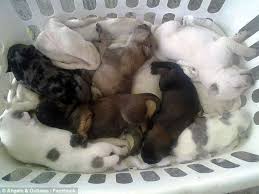 Always alert, extremely intelligent, watchful, courageous and trustworthy, with it is your task to assimilate your blue heeler puppy into your home and life and to ensure that you offer the training and guidance that will make her a good. Dallas Woman Shot Dog And Abandoned 10 Newborn Puppies Daily Mail Online