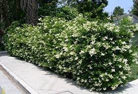 Free 2 Day Shipping On Qualified Orders Over 35 Buy Ligustrum Waxleaf Privet Qty 60 Live Plants Evergreen Priv Arbustes De Jardin Entreprises Privees Arbuste