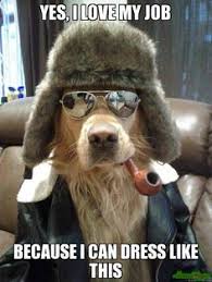 I've never seen anyone do it better. 65 Dogs With Jobs Memes Ideas Dogs Funny Animals Funny Dogs
