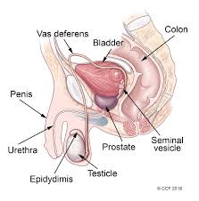 Male human torso anatomical model with internal organs. Male Reproductive System Structure Function