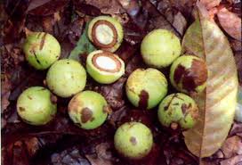 Image result for Coula edulis