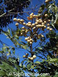 Image result for Deinbollia