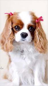 Better Ask Yourself Do You Want Dogs Training Tips You Can Find Out How Only In Our Blog Dogstra Cavalier King Charles Dog Cavalier Puppy King Charles Puppy