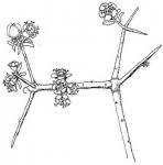 Image result for Euphorbia matabelensis