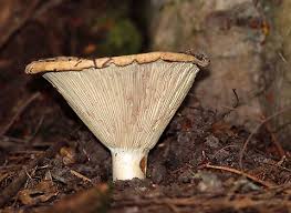 Image result for Russula compacta