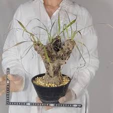 Image result for Xerophyta trichophylla