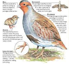 Grey Partridge Illustration Grey Partridge Partridge Bird Pet Birds