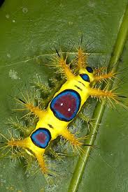 Black And Yellow Striped Caterpillar Poisonous Slug Moth Animals Beautiful Beautiful Bugs Weird Animals