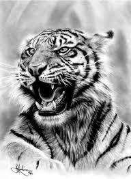 Tigers are large and beautiful big cats that are wildly popular in every dimension of artists. 32 Best Tiger Drawing Ideas Tiger Drawing Drawings Animal Drawings