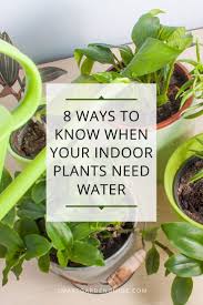 How Often Should You Water Houseplants Houseplant Watering Tips 8 Things You Need To Know To Give Your In Plant Care Houseplant House Plant Care House Plants
