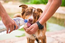 Just how long can a dog live. What To Expect When Treating Dogs With Cancer With Prednisone Dog Products Guide