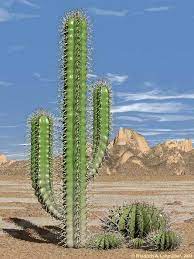 Pengertian156 Pengertian Tumbuhan Xerophyta Dan Contohnya Lengkap