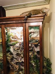 Terrarium In Vintage Cabinet Terrarium Snake Terrarium Reptile Terrarium