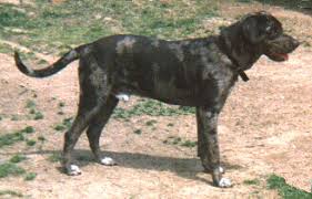 About Catahoulas