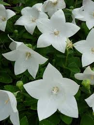 Epingle Sur Fleurs Blanches