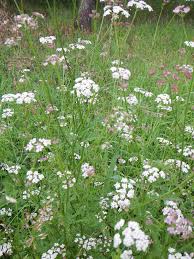 Image result for Torilis